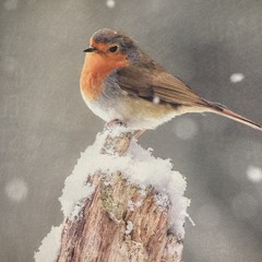 Tesco WWF Robin Tote Bag Bird Snow Post New Charity 2025