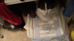 Trader Joe’s Canvas Striped Multicolor Reusable Tote Bag Small. Cat not for sale